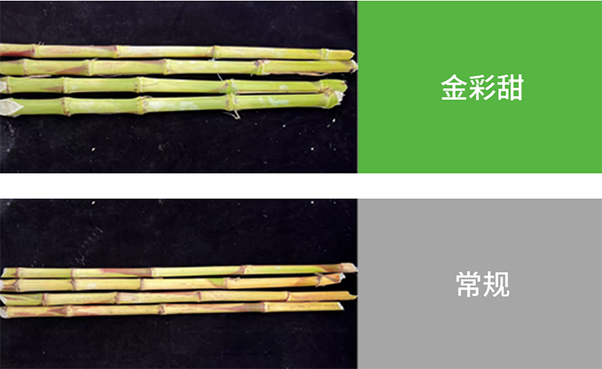 【官微SGC】春耕新品终稿1148 赏金船长·PG(中国游)官方网站