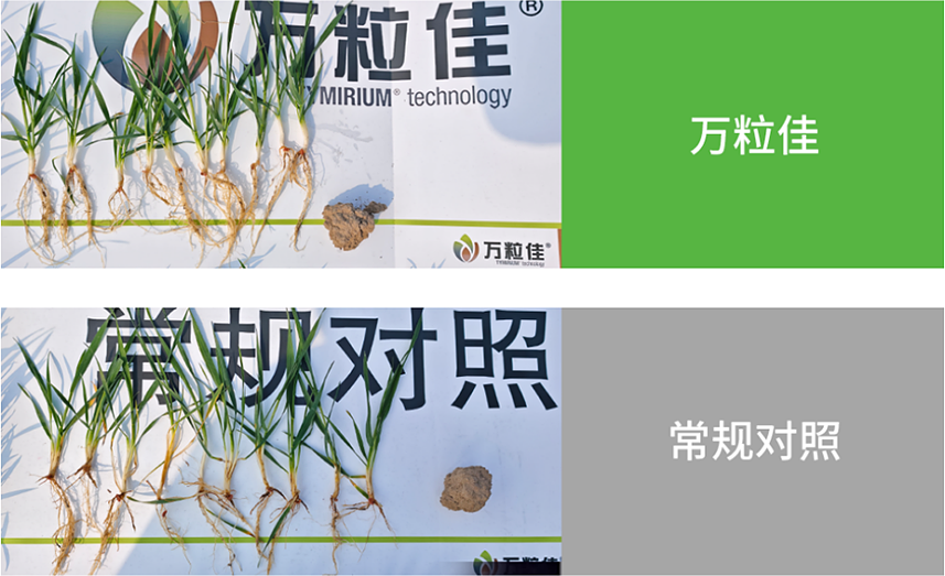 【官微SGC】春耕新品终稿1855 赏金船长·PG(中国游)官方网站